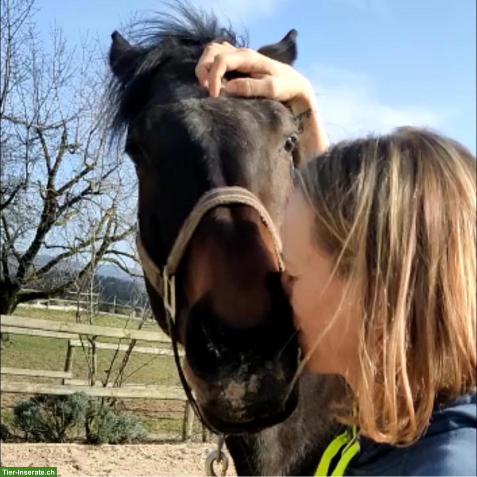 Bild 2: Biete Tierservice, Umgebung 5085 Sulz oder nach Absprache