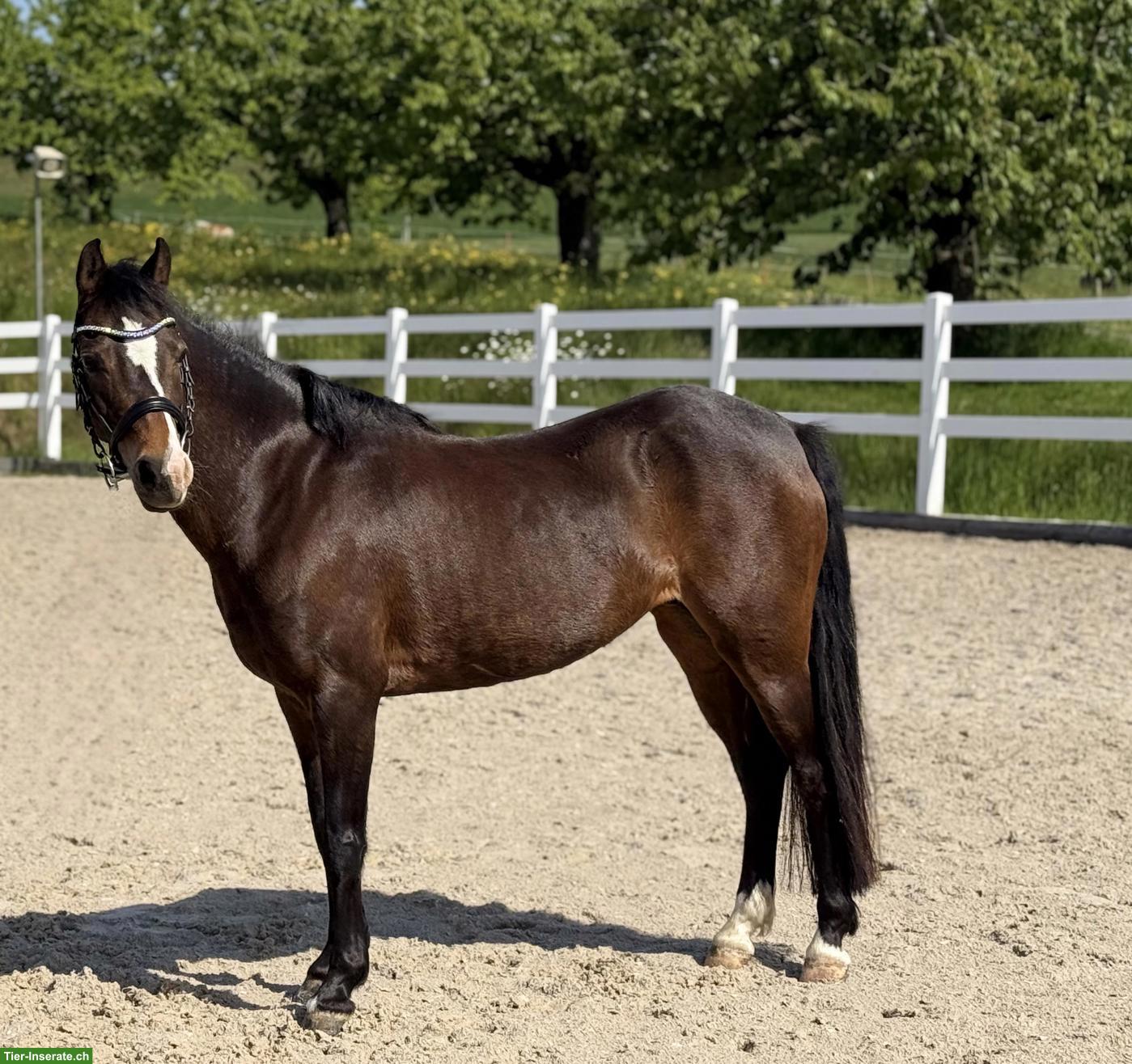 Bild 2: Wunderschöne Pony-Stute mit Top-Abstammung zu verkaufen