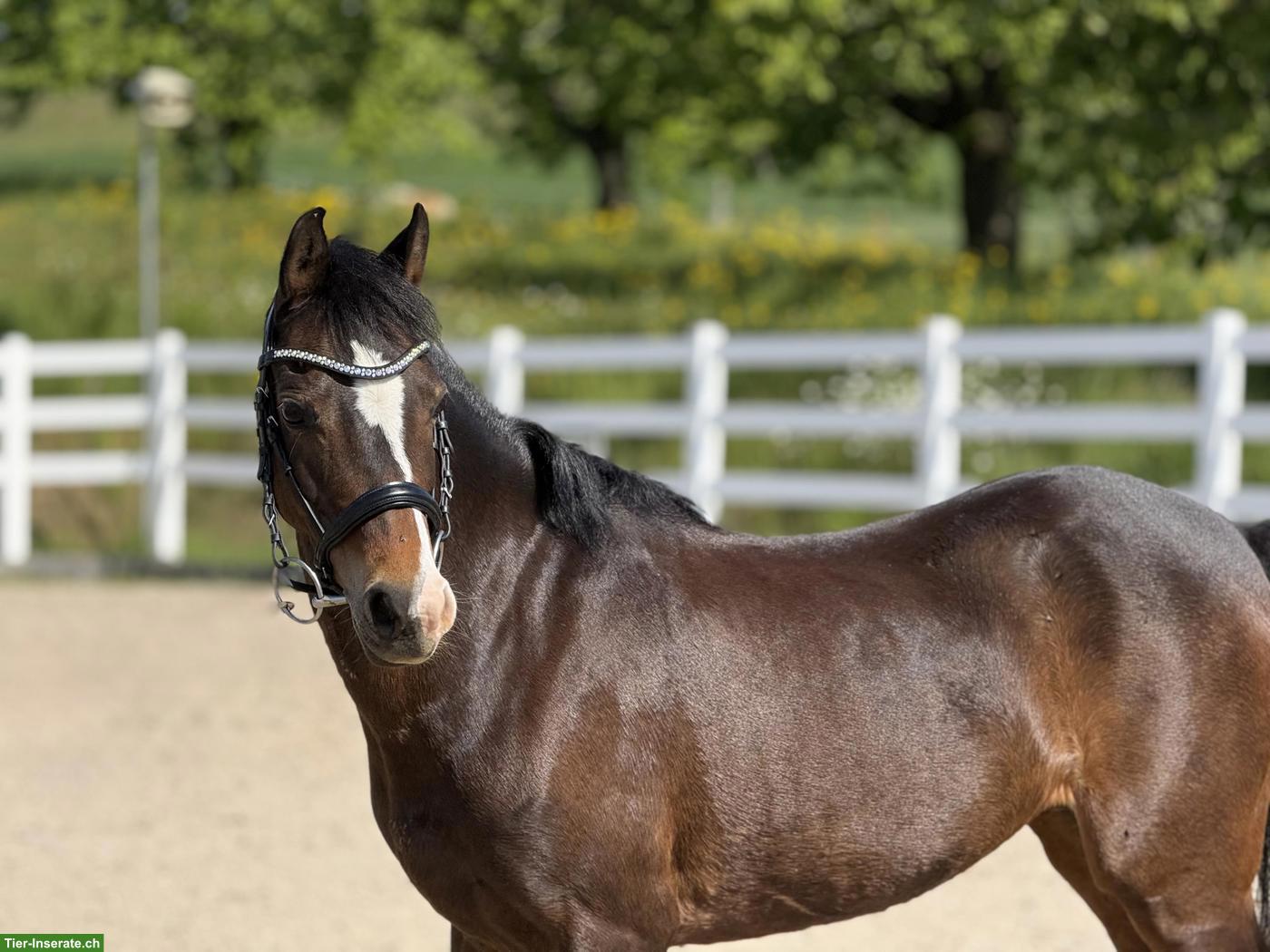 Bild 3: Wunderschöne Pony-Stute mit Top-Abstammung zu verkaufen