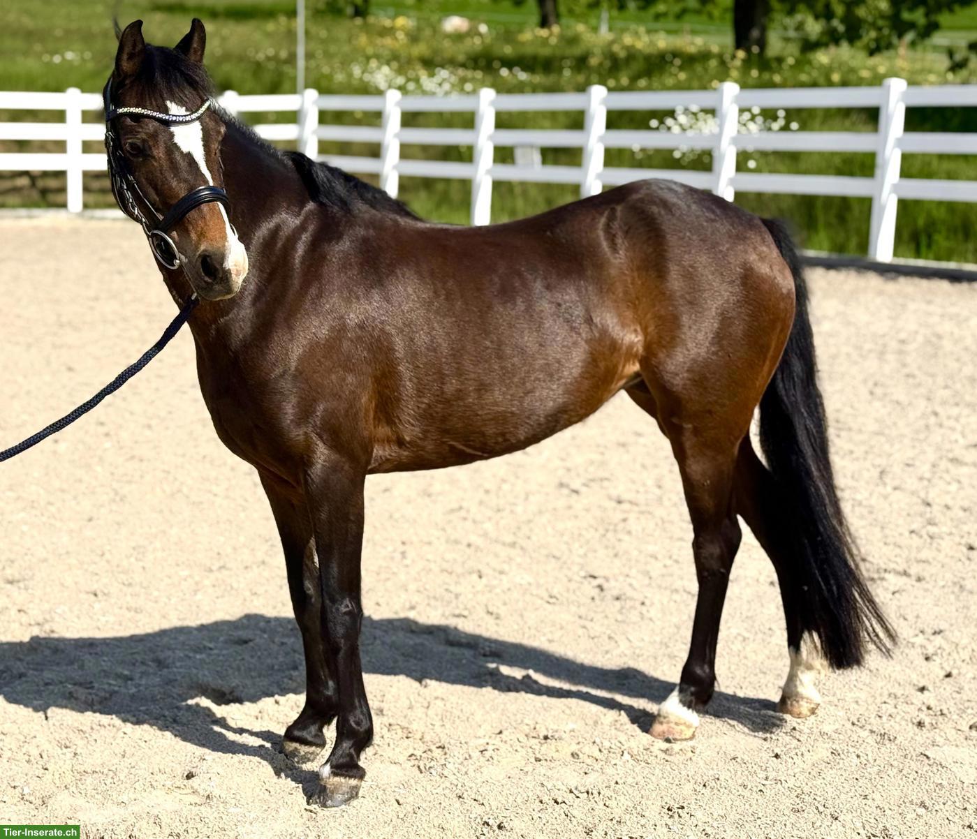 Bild 4: Wunderschöne Pony-Stute mit Top-Abstammung zu verkaufen