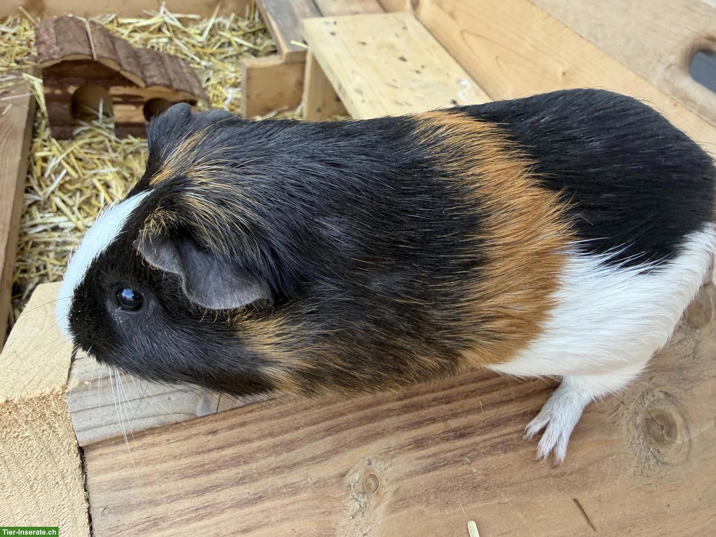 3 Meerschweinchen mit Gehege abzugeben