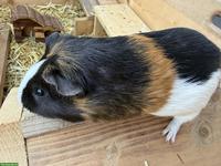 3 Meerschweinchen mit Gehege abzugeben