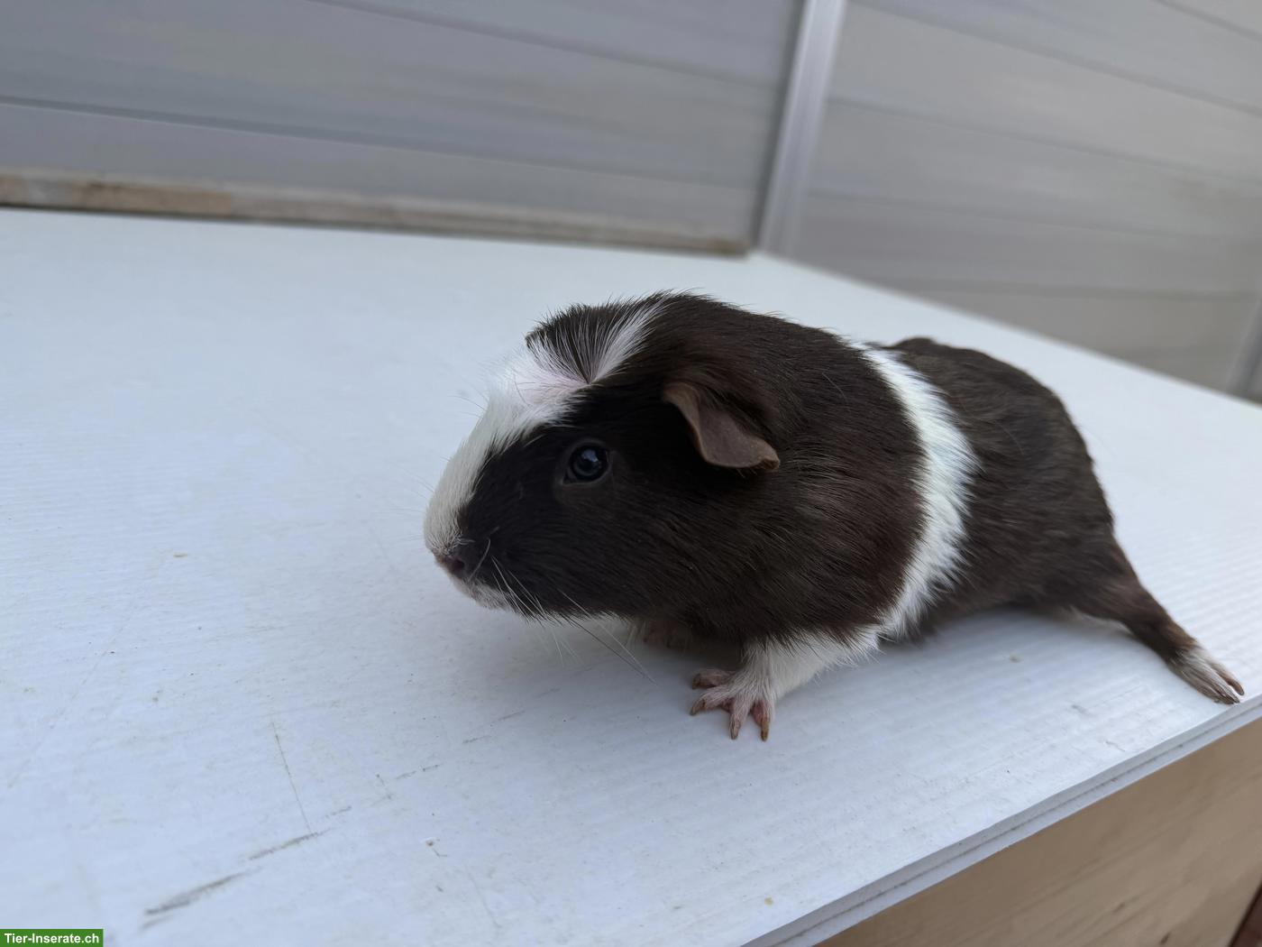 Bild 3: 3 Meerschweinchen mit Gehege abzugeben