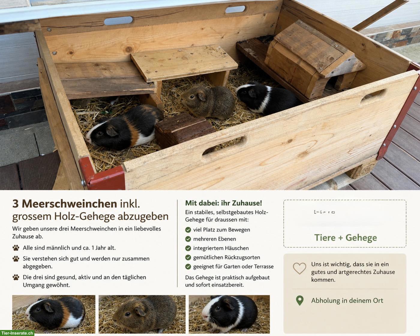 Bild 4: 3 Meerschweinchen mit Gehege abzugeben