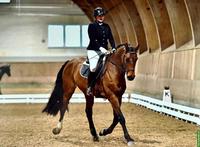 CH-Warmblut Wallach - Pferd ans Futter in Säriswil BE
