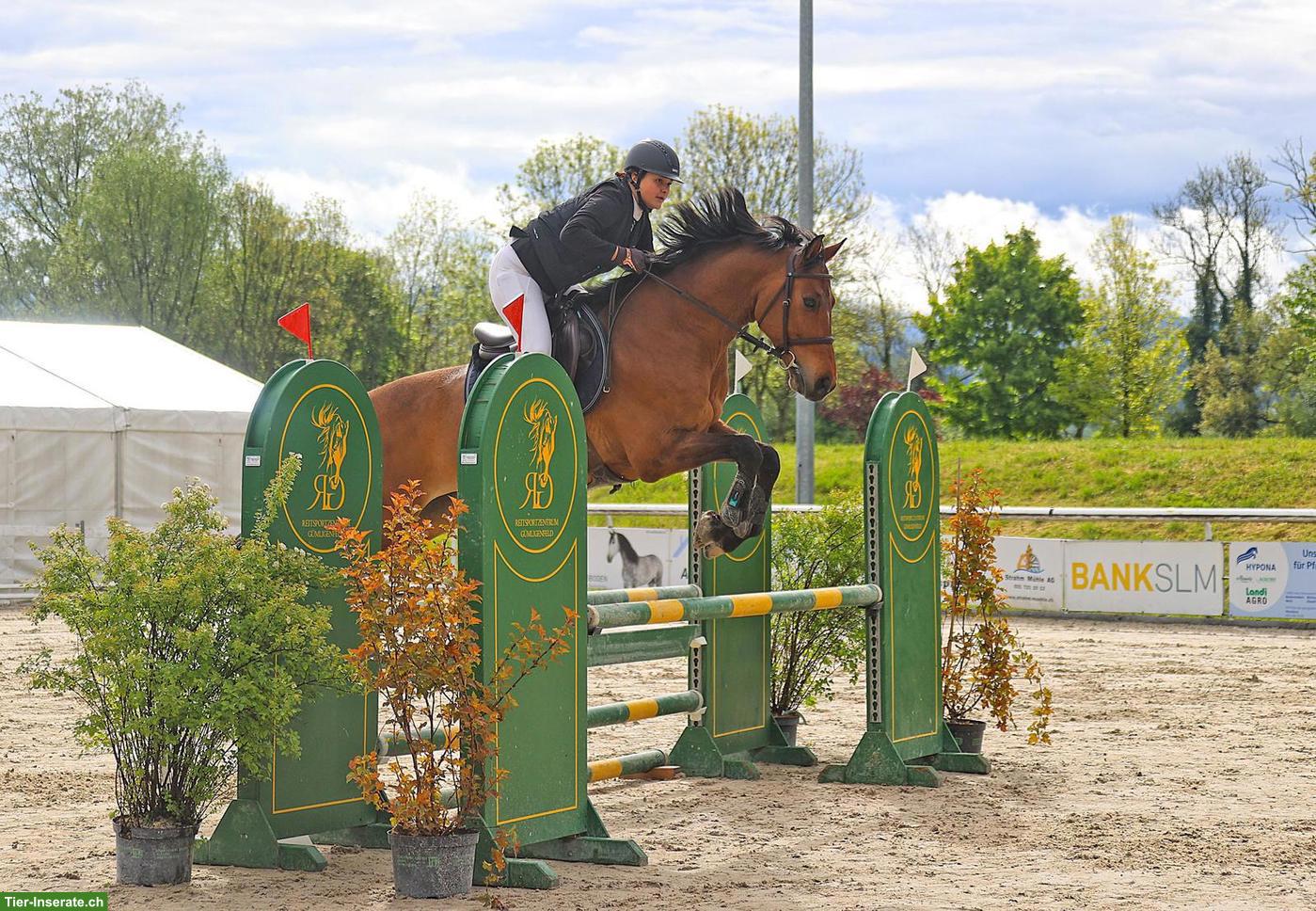 Bild 2: CH-Warmblut Wallach - Pferd ans Futter in Säriswil BE