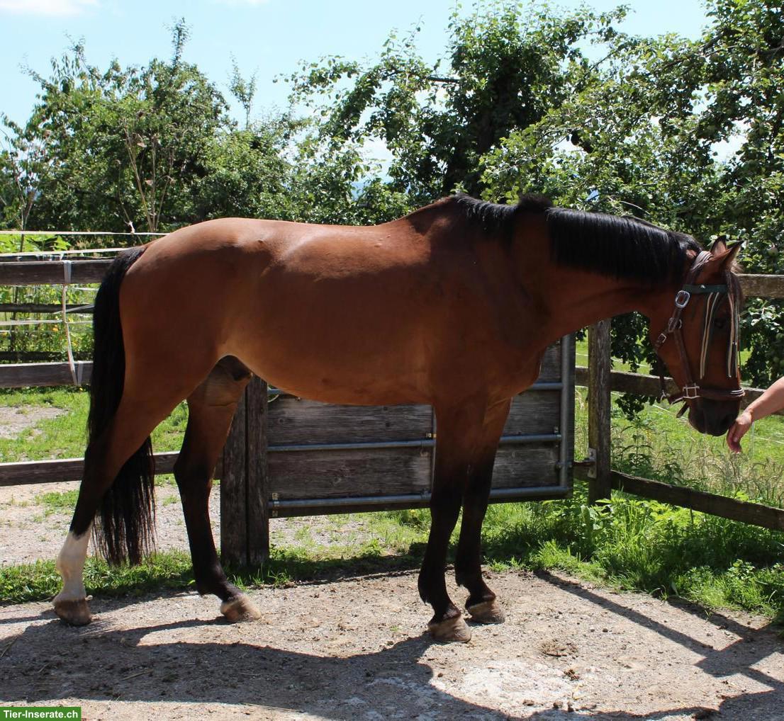 Bild 3: CH-Warmblut Wallach - Pferd ans Futter in Säriswil BE