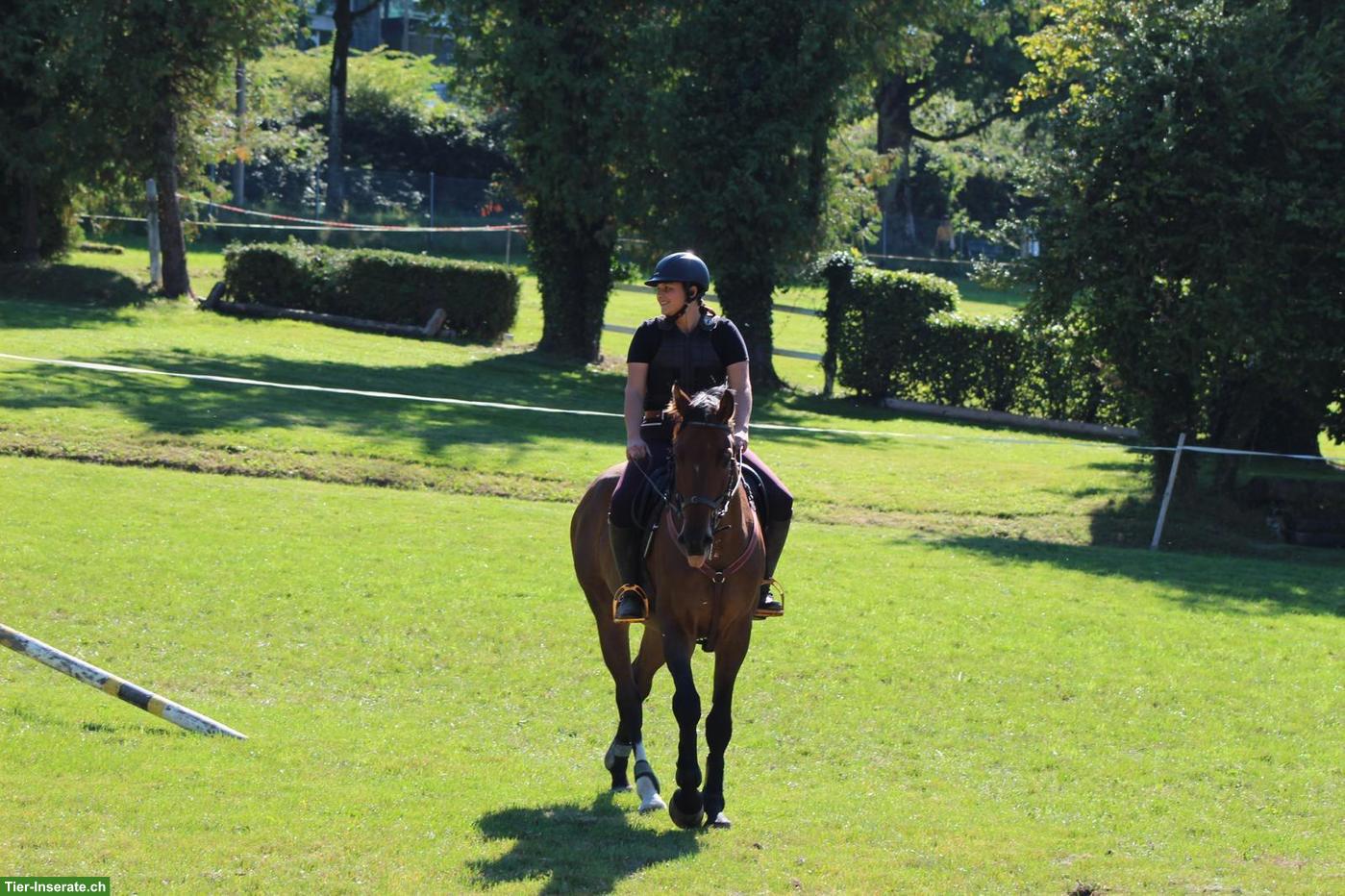 Bild 4: CH-Warmblut Wallach - Pferd ans Futter in Säriswil BE