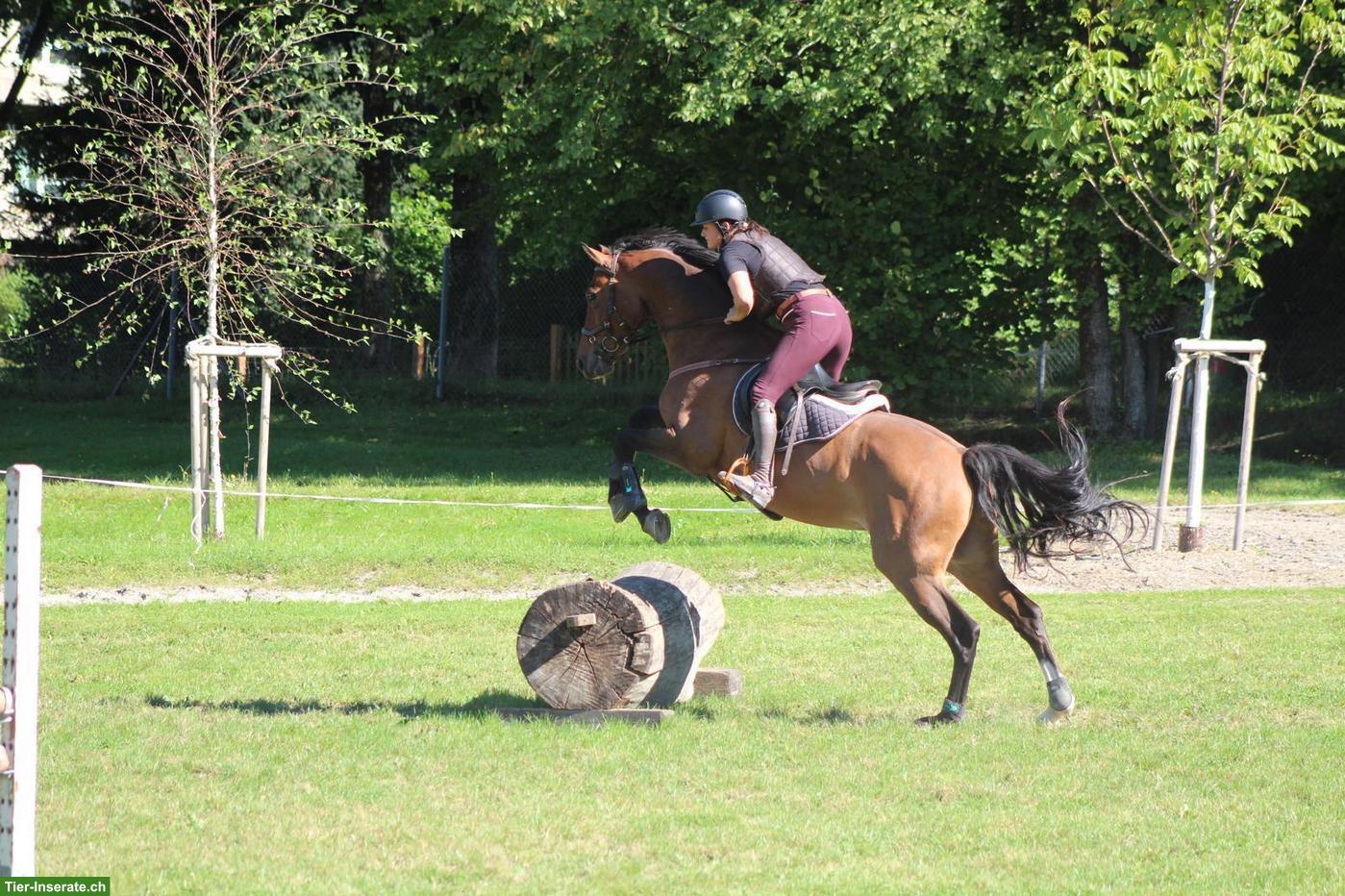 Bild 5: CH-Warmblut Wallach - Pferd ans Futter in Säriswil BE