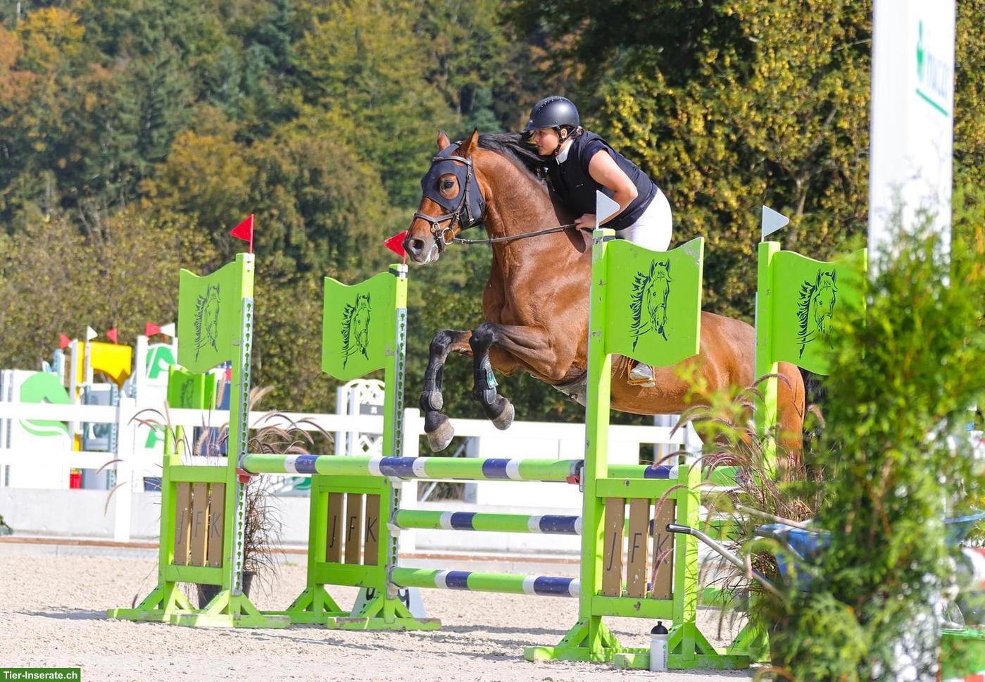 Bild 6: CH-Warmblut Wallach - Pferd ans Futter in Säriswil BE