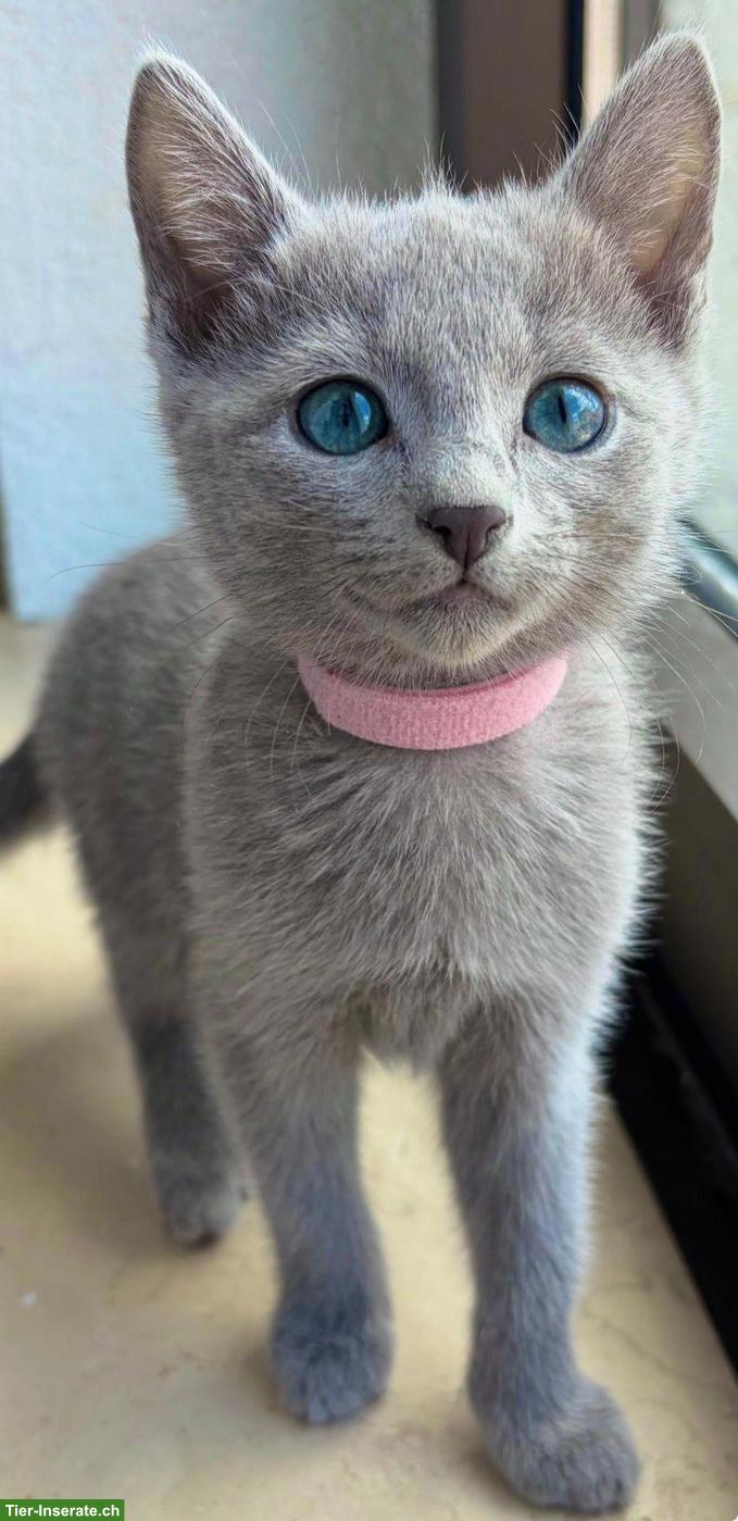 Russisch Blau Kitten, Europas schönste & sozialisierteste Linie