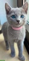 Russisch Blau Kitten, Europas schönste & sozialisierteste Linie