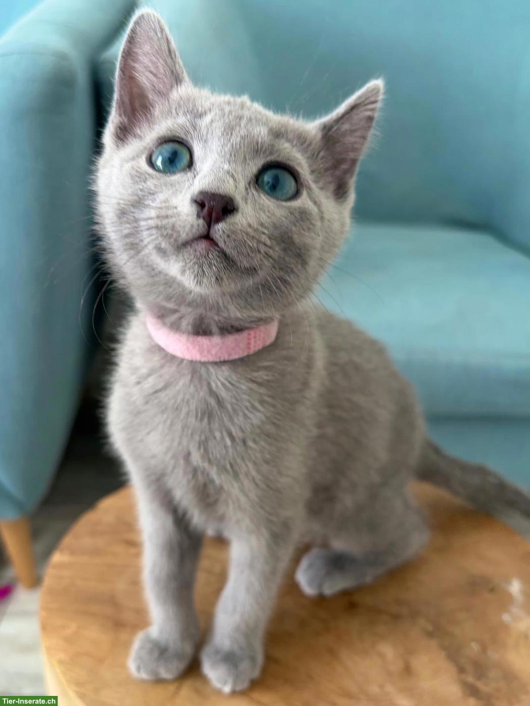 Bild 2: Russisch Blau Kitten, Europas schönste & sozialisierteste Linie