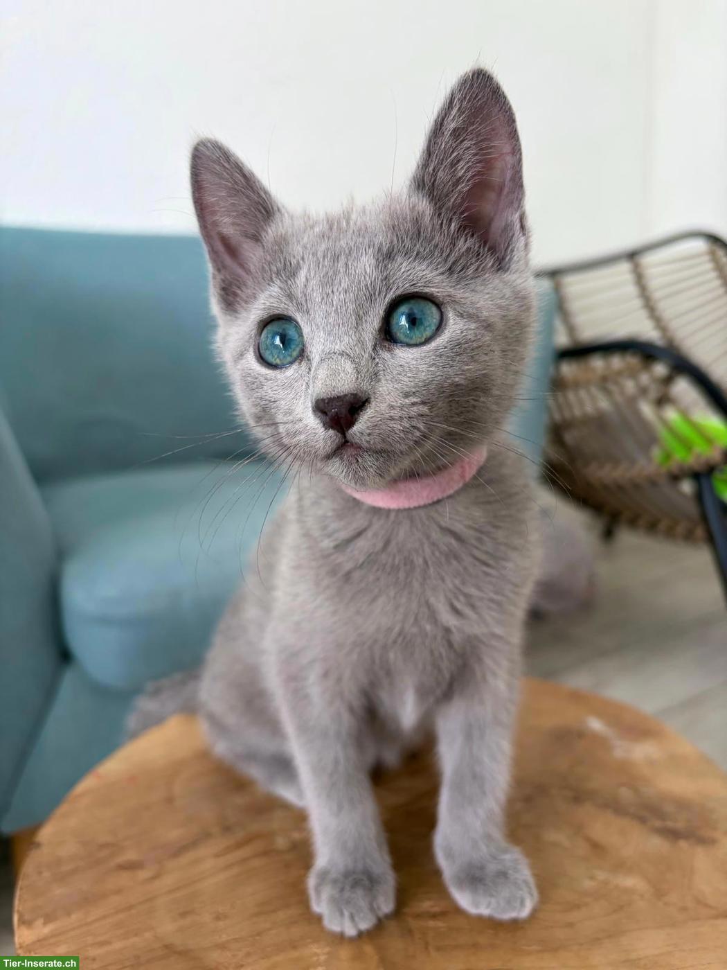 Bild 3: Russisch Blau Kitten, Europas schönste & sozialisierteste Linie