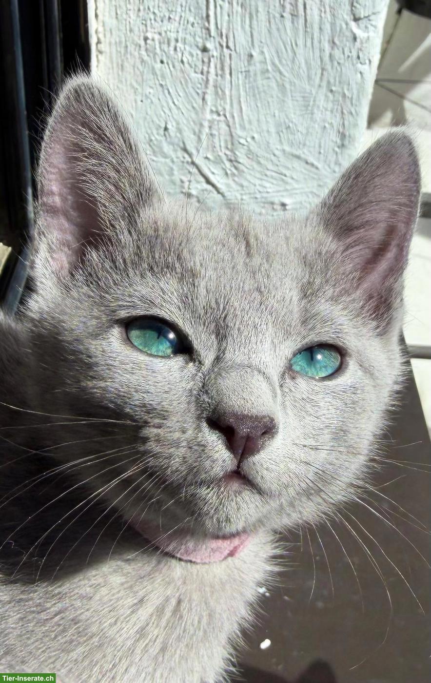 Bild 5: Russisch Blau Kitten, Europas schönste & sozialisierteste Linie