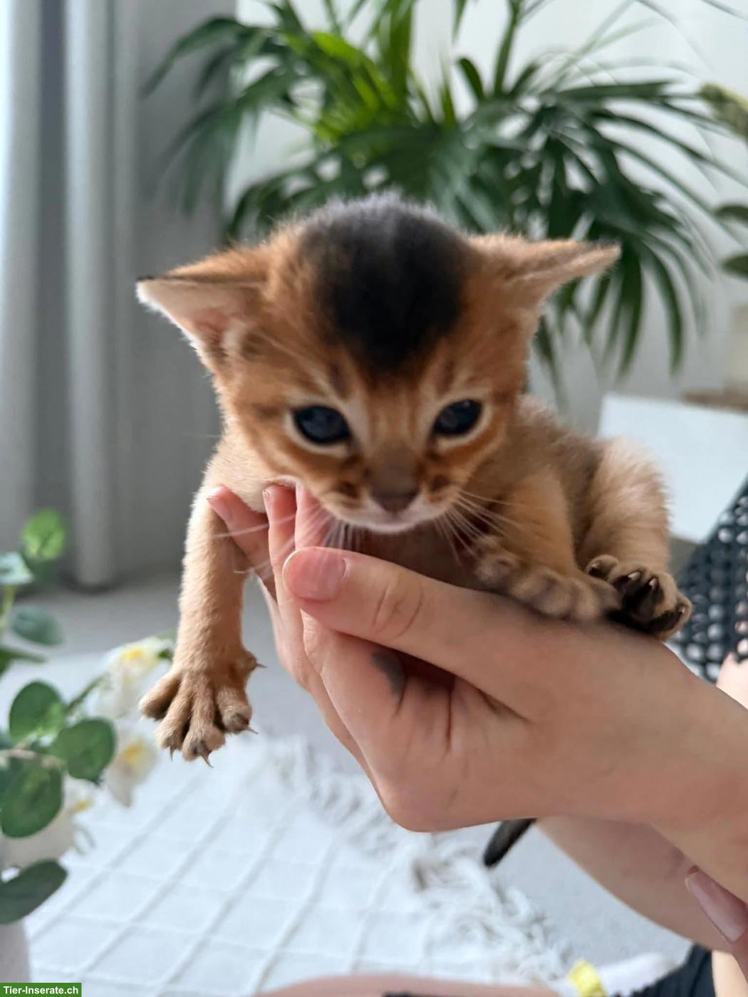 Reinrassige Abessinier Katze, männlich zu verkaufen