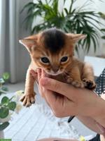 Reinrassige Abessinier Katze, männlich zu verkaufen