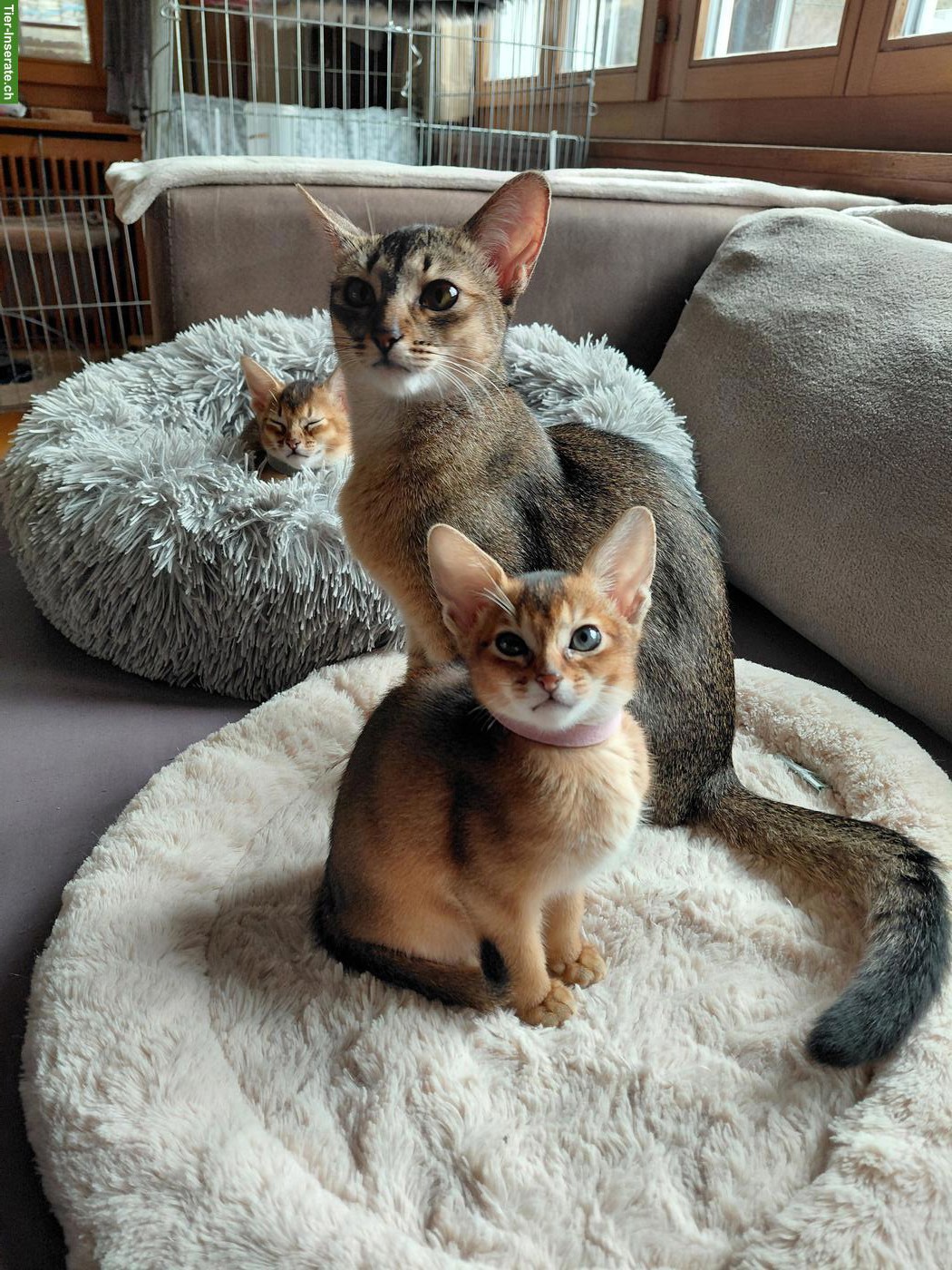 Bild 2: Reinrassige Abessinier Katze, männlich zu verkaufen