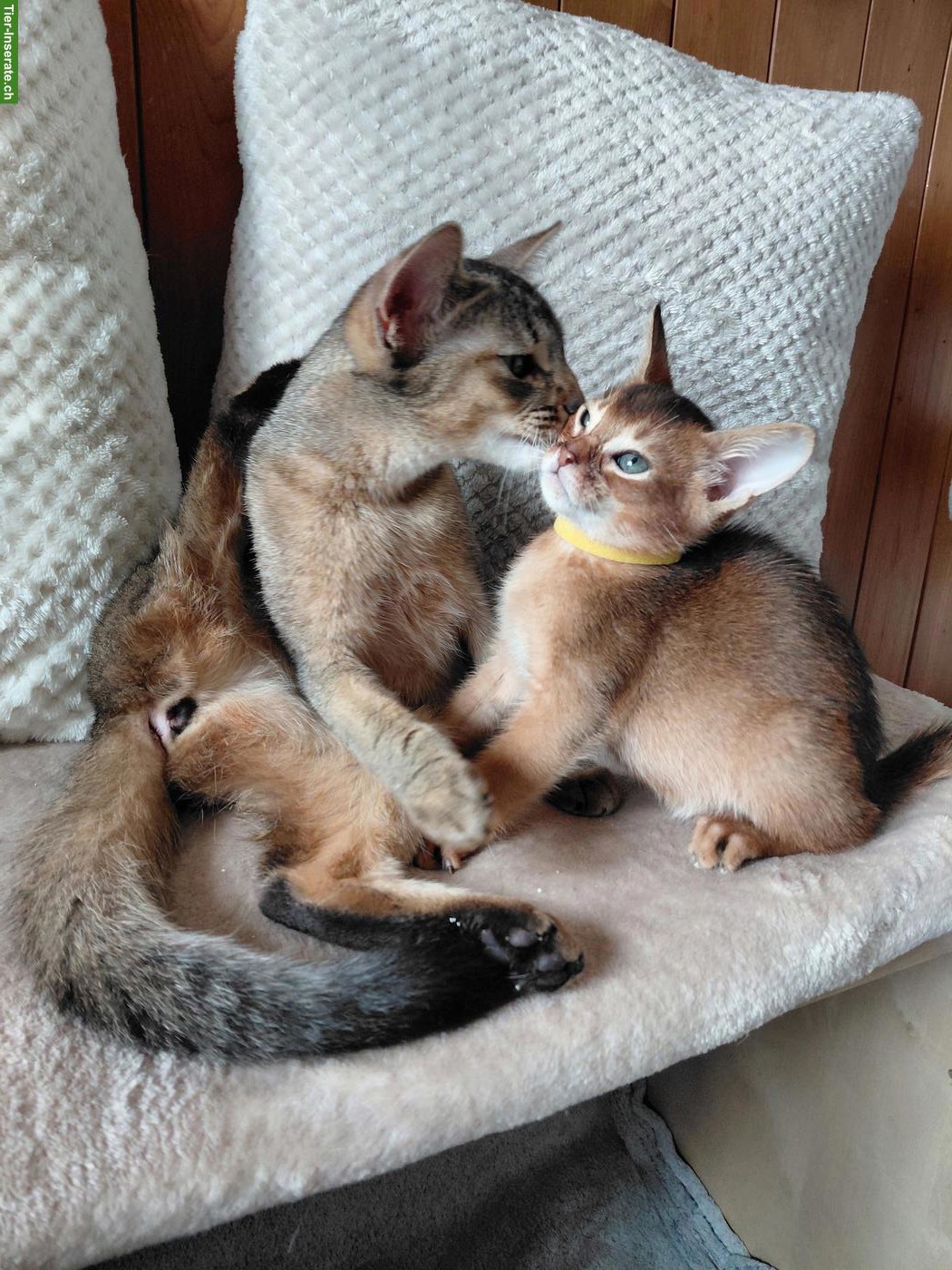 Bild 3: Reinrassige Abessinier Katze, männlich zu verkaufen