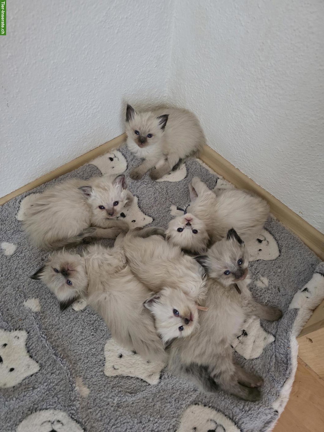Blauäugige Ragdoll mix Kitten suchen ihr Für immer Zuhause