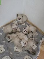 Blauäugige Ragdoll mix Kitten suchen ihr Für immer Zuhause