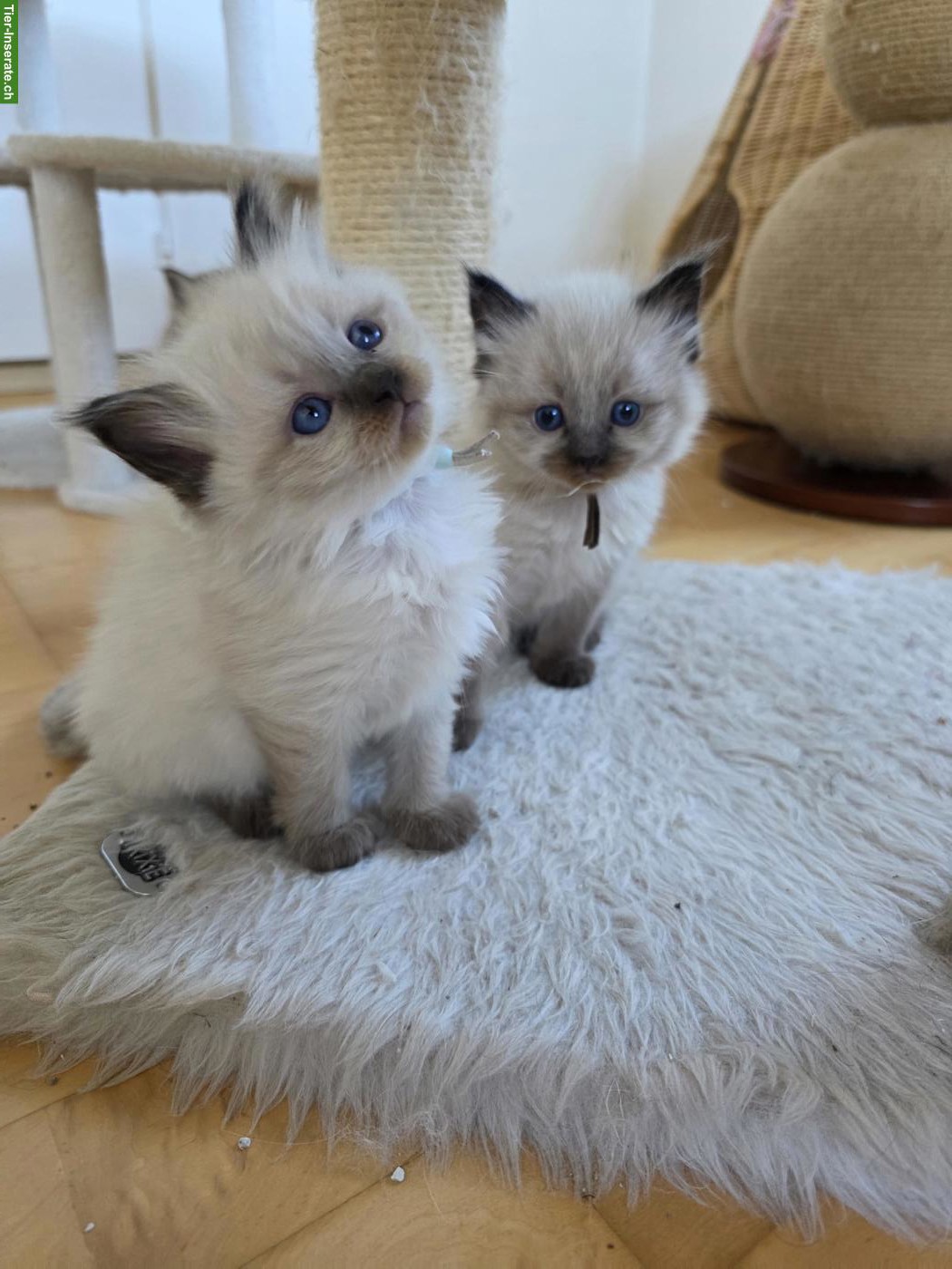 Bild 2: Blauäugige Ragdoll mix Kitten suchen ihr Für immer Zuhause