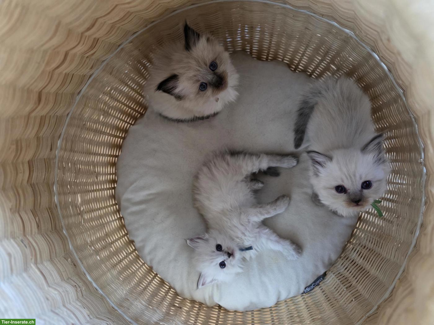 Bild 3: Blauäugige Ragdoll mix Kitten suchen ihr Für immer Zuhause