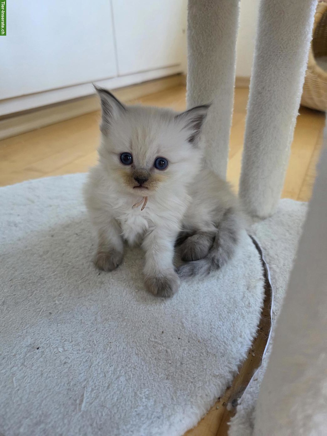 Bild 4: Blauäugige Ragdoll mix Kitten suchen ihr Für immer Zuhause