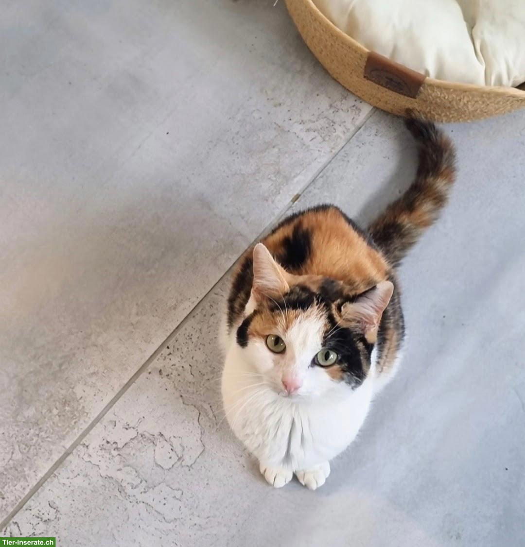 Schildpatt Freigänger Katze, sehr verschmust und liebevoll