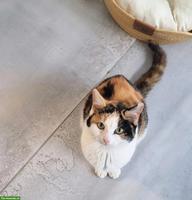 Schildpatt Freigänger Katze, sehr verschmust und liebevoll