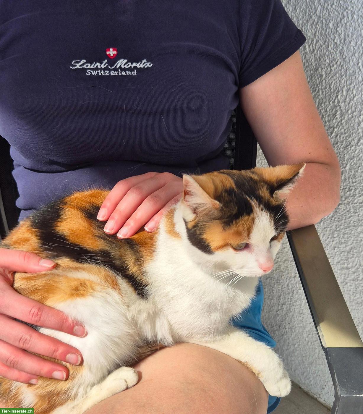 Bild 2: Schildpatt Freigänger Katze, sehr verschmust und liebevoll