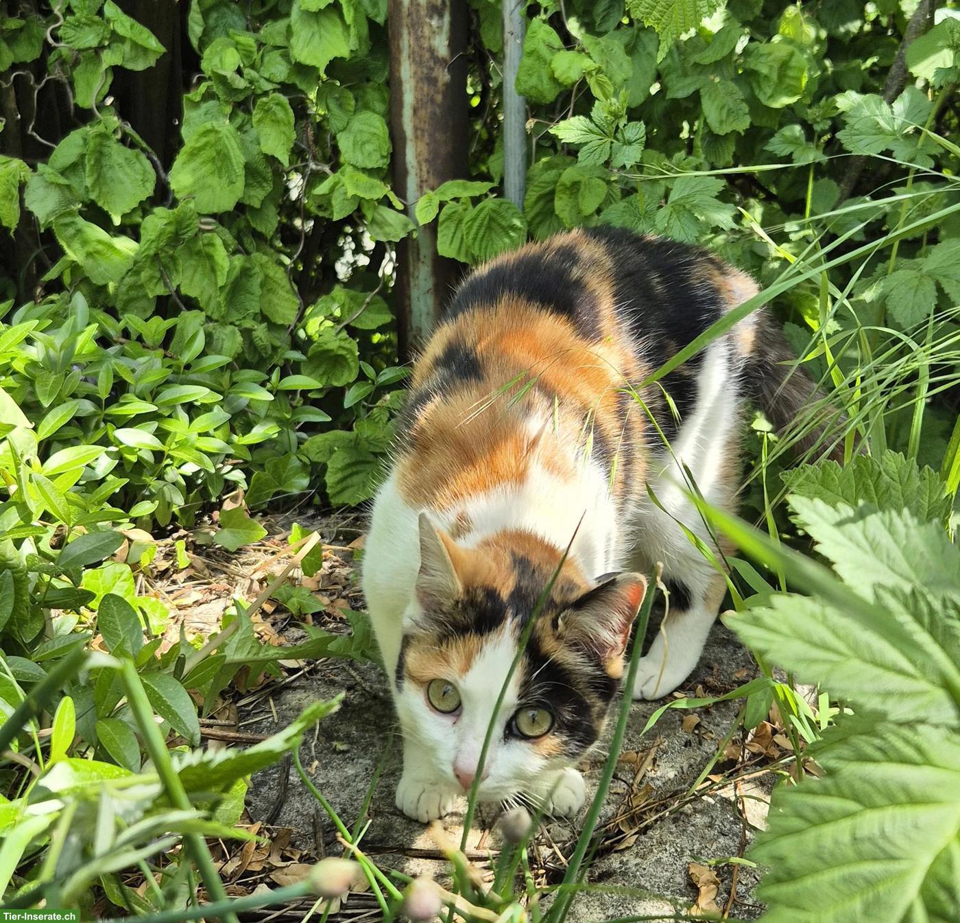 Bild 3: Schildpatt Freigänger Katze, sehr verschmust und liebevoll