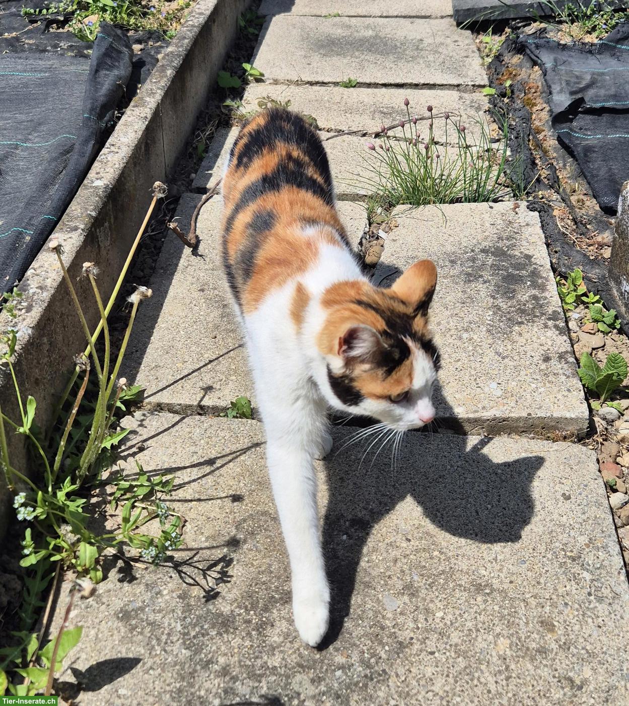 Bild 4: Schildpatt Freigänger Katze, sehr verschmust und liebevoll