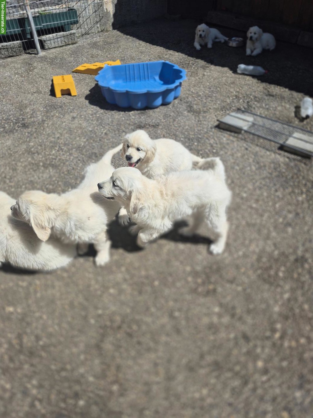 Reinrassiger Golden Retriever Welpe aus Schweizer Zucht