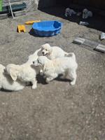 Reinrassiger Golden Retriever Welpe aus Schweizer Zucht