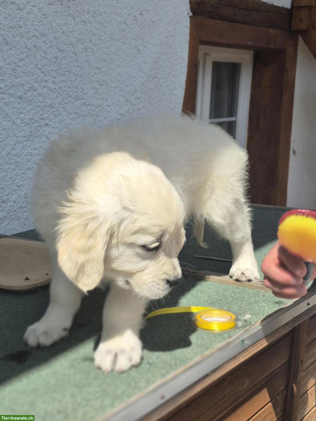 Bild 2: Reinrassiger Golden Retriever Welpe aus Schweizer Zucht