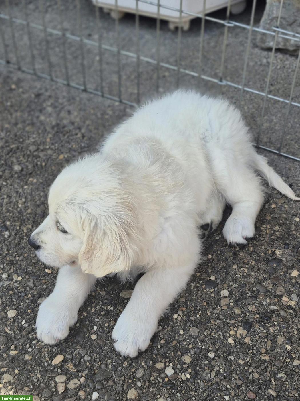 Bild 3: Reinrassiger Golden Retriever Welpe aus Schweizer Zucht