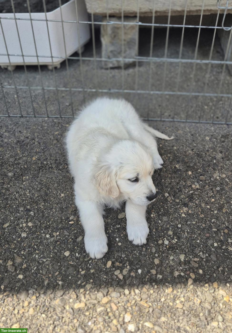 Bild 4: Reinrassiger Golden Retriever Welpe aus Schweizer Zucht