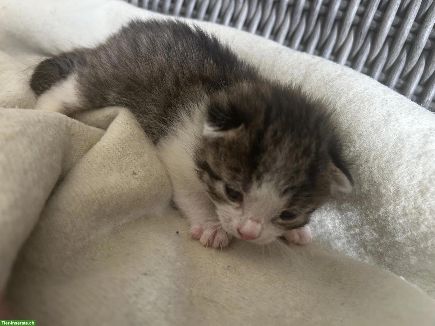 Junge Kitten suchen ein liebes Zuhause