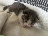 Junge Kitten suchen ein liebes Zuhause