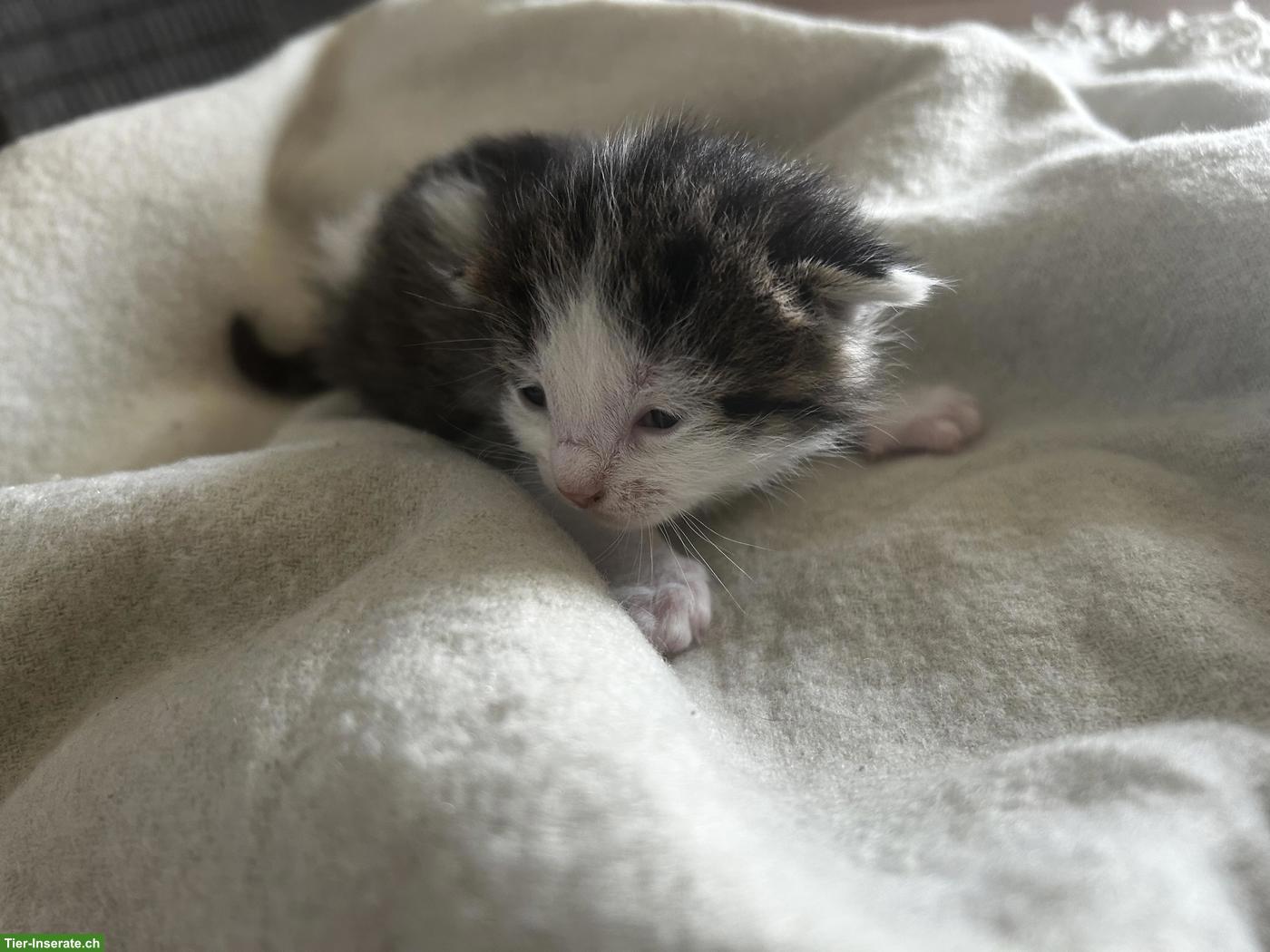 Bild 2: Junge Kitten suchen ein liebes Zuhause