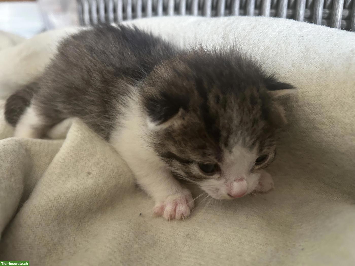 Bild 4: Junge Kitten suchen ein liebes Zuhause