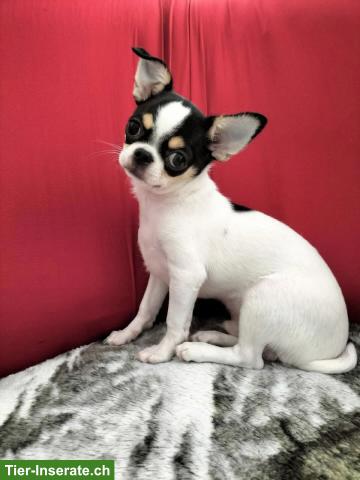 Junger Chihuahua Rüde mit Stammbaum