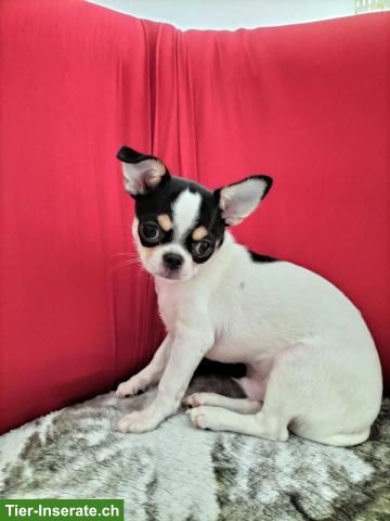 Bild 2: Junger Chihuahua Rüde mit Stammbaum