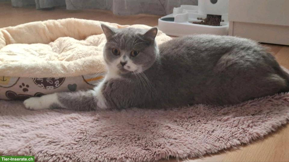BKH Katze (Weibchen, lilac white) sucht ein Zuhause