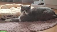 BKH Katze (Weibchen, lilac white) sucht ein Zuhause