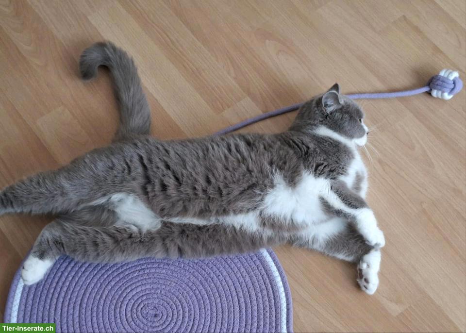 Bild 2: BKH Katze (Weibchen, lilac white) sucht ein Zuhause