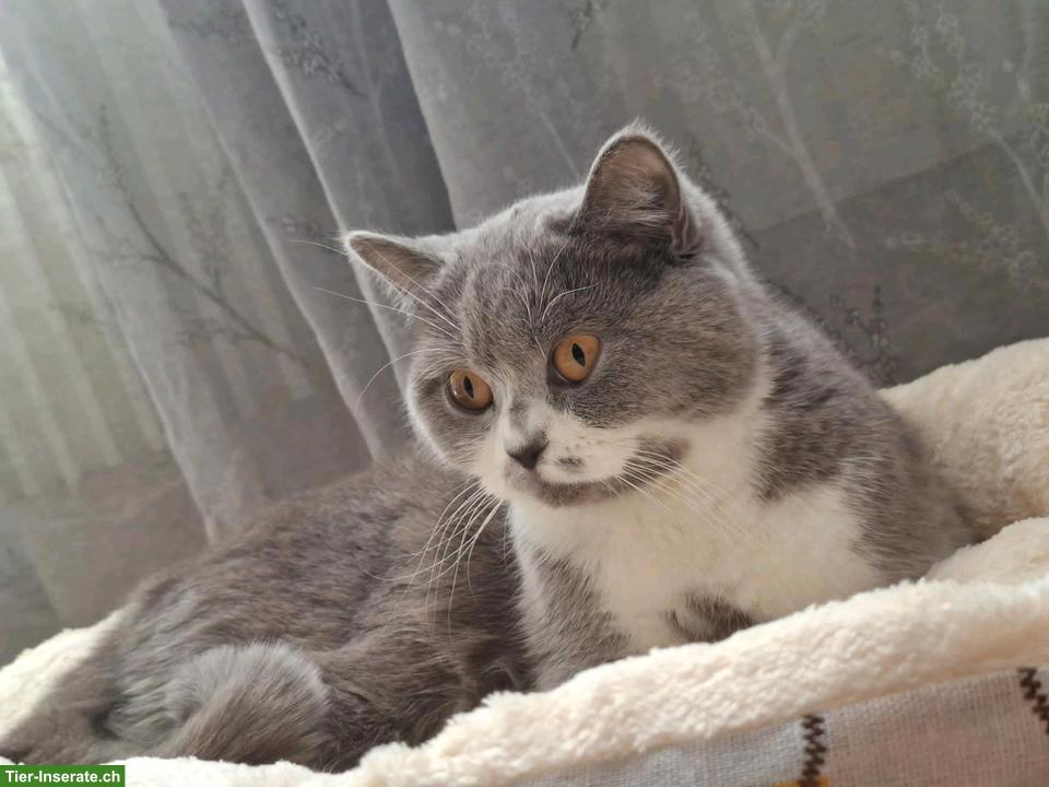 Bild 3: BKH Katze (Weibchen, lilac white) sucht ein Zuhause
