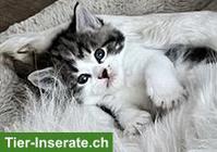 BKH x Maine Coon Mix Kitten suchen ein Plätzli