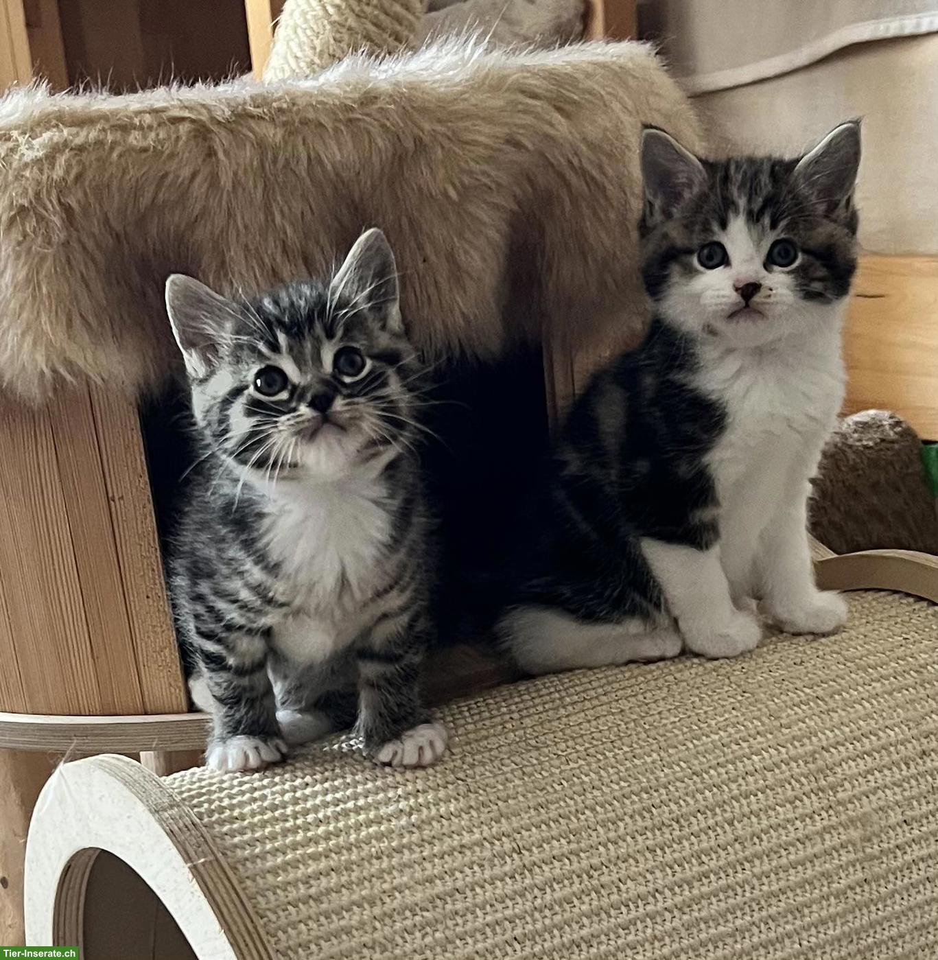 Bild 2: BKH x Maine Coon Mix Kitten suchen ein Plätzli